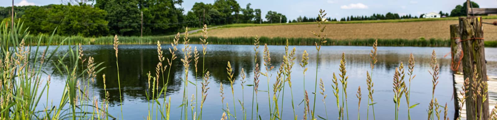 Pond Construction